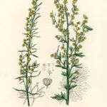 Mugwort (Artemisia) illustration from Medical Botany (1836) by John Stephenson and James Morss Churchill.