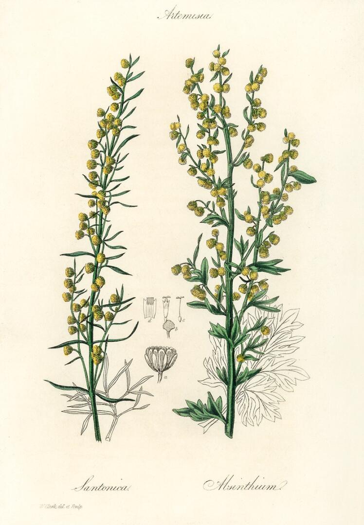 Mugwort (Artemisia) illustration from Medical Botany (1836) by John Stephenson and James Morss Churchill.